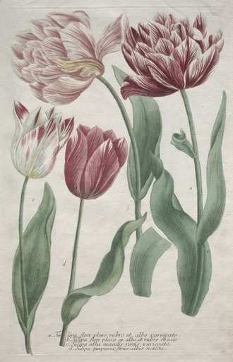 Tulips