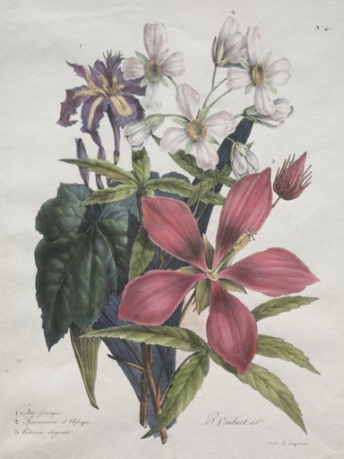 Cours d'Histoire Naturelle, contenant les principales espèces du règne animal, classées methodiquemenet: Iris, African-hemp and Ketmia