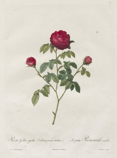 Provence or French Rose