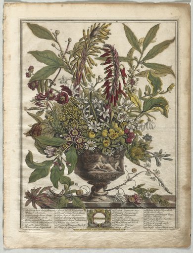 Twelve Months of Flowers: January