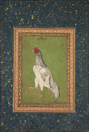 Rooster