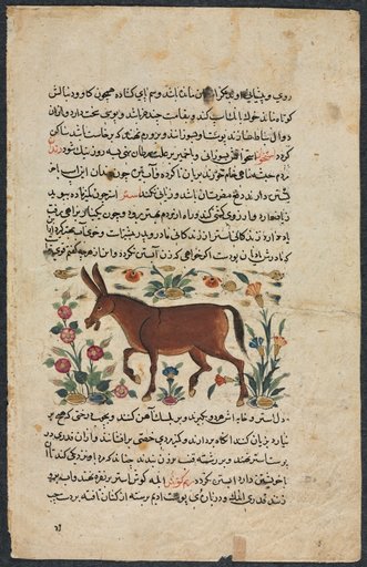 Khar (Ass), from a Nuzhat-nama-yi ala'i (Excellent Book of Counsel) of Shahmardan ibn Abi al-khayrr (verso)