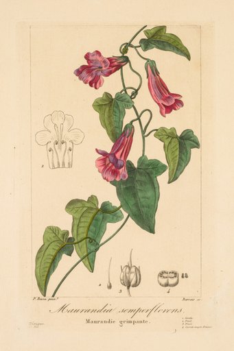 Flore des Jardiniers, Amateurs et Manufacturiers: Maurandia semperflorens