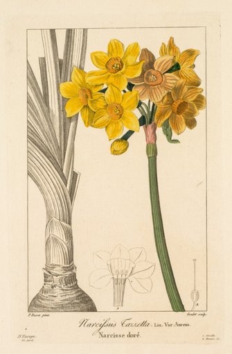 Flore des Jardiniers, Amateurs et Manufacturiers: Polyanthus or Cluster Narcissus
