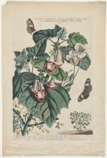 Plantae et Papiliones rariores: Martynia
