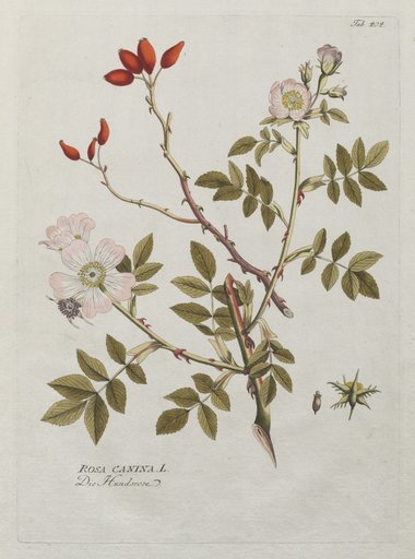Icones Plantarum Medicinalium: Dog Rose