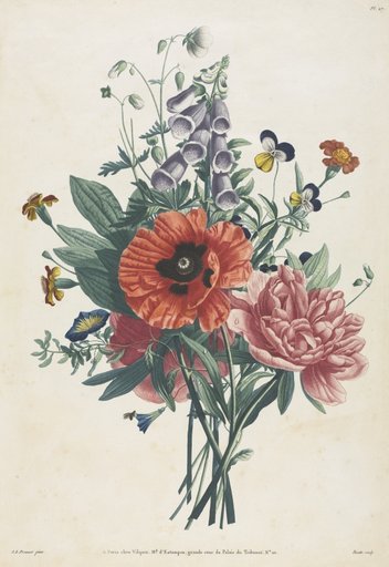 Collection of Flowers and Fruits Painted after Nature: Bouquet of Foxglove, Clematis, Pansy, Peony, Poppy, and Yellow Day Lily