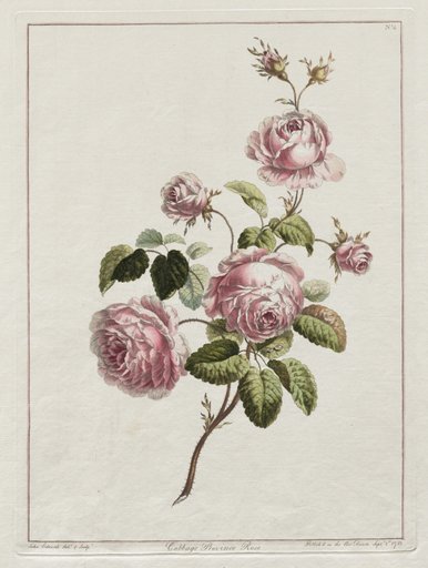 A Collection of Flowers Drawn after Nature - Cabbage Province Rose
