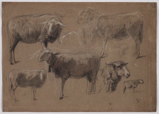 Studies of Sheep