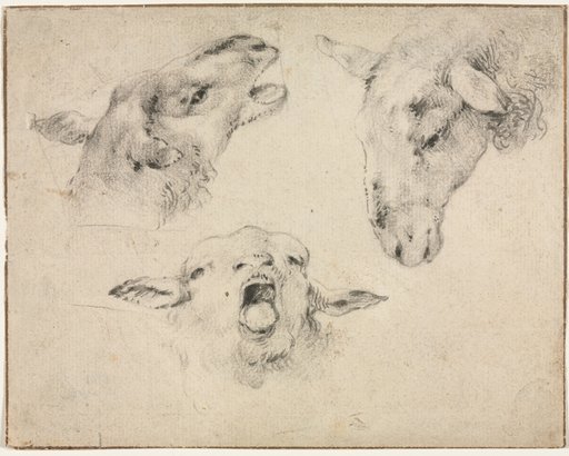 Sheep Heads