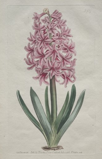 The Botanical Magazine or Flower Garden Displayed: Garden Hyacinth