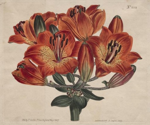 The Botanical Magazine or Flower Garden Displayed: Umbel-Flowering Bulb-Bearing Orange-Lily