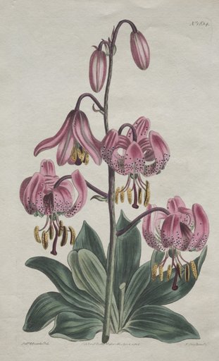The Botanical Magazine or Flower Garden Displayed: Smooth-stalked Martagon, Turk's Cap Lily