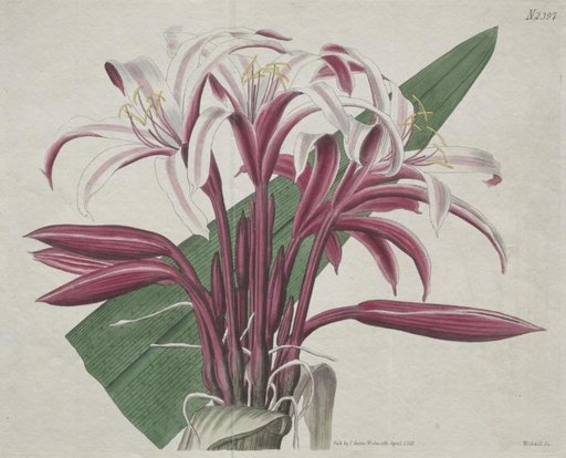 The Botanical Magazine or Flower Garden Displayed: Stately Crinum