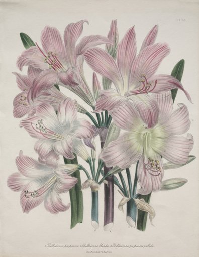 Belladonna Lily: Amaryllis belladonna