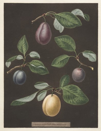 Pomona Britannica: No. 17 - Plums