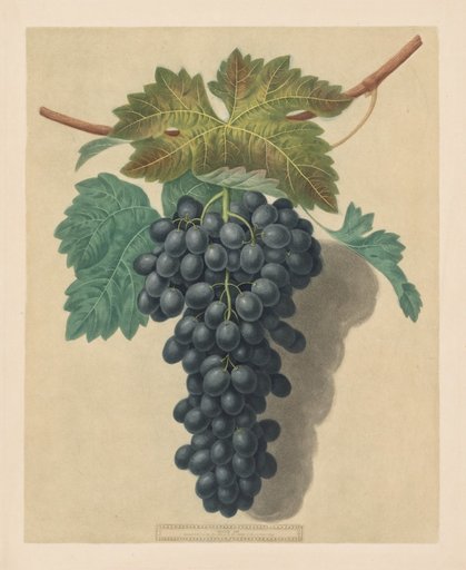 Pomona Britannica: No. 52 - Black Prince Grape