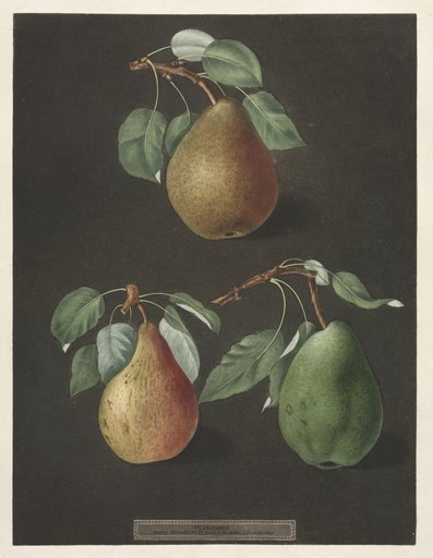 Pomona Britannica: No. 82 - Pears