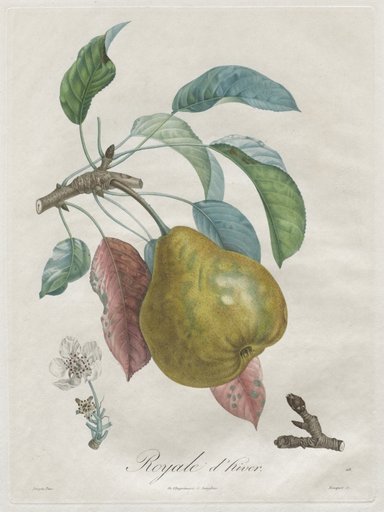 Traité des arbres fruitiers: Royal d'hiver