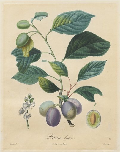 Traité des arbres fruitiers: Prune bifère