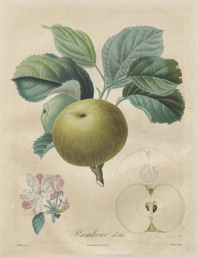 Traité des arbres fruitiers: Rambour d'été