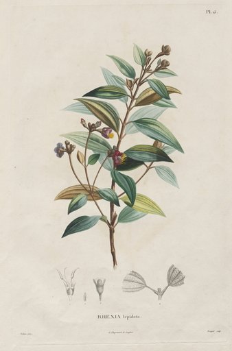 Voyage aux Régions équinoxiales du nouveau continent, fait dans les années 1709 à 1804: Monographie des melastomacées: No. 15