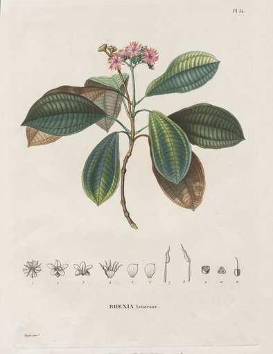 Voyage aux Régions équinoxiales du nouveau continent, fait dans les années 1709 à 1804: Monographie des melastomacées: No. 54