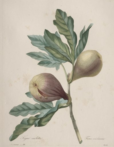 Choix des plus belles fleurs...plus beaux fruits: Figue Violette