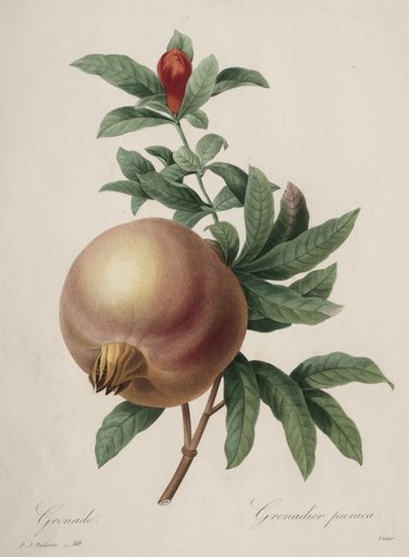 Choix des plus belles fleurs...plus beaux fruits: Grenade