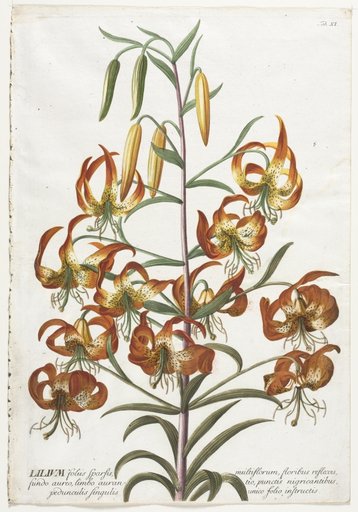 Plantae Selectae: No. 11 - Lily