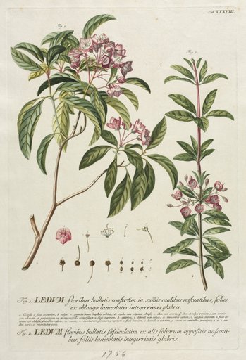 Plantae Selectae: No. 38