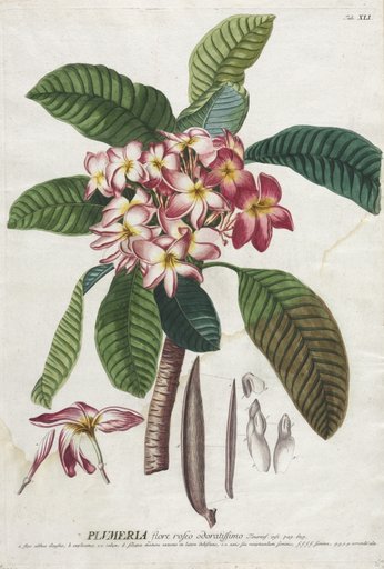 Plantae Selectae: No. 41