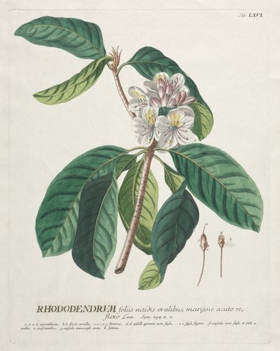 Plantae Selectae: No. 66 - Rhododendron