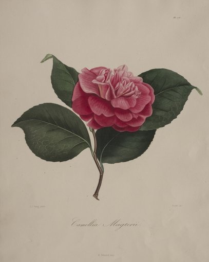 Iconographie du genre camellia: No. 171