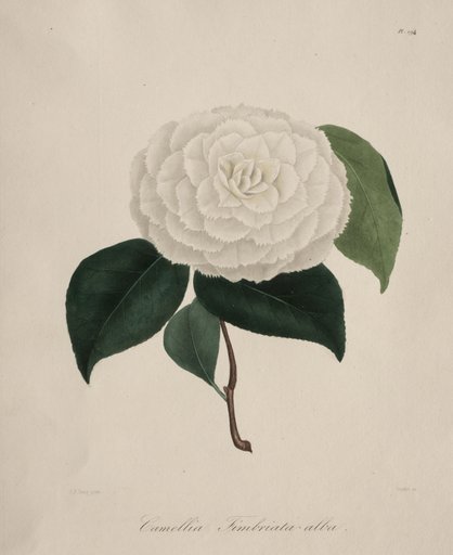 Iconographie du genre camellia: No. 194