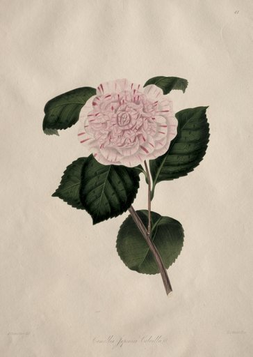 Illustrations and descriptions of...the Natural Order Camellieae: No. 41