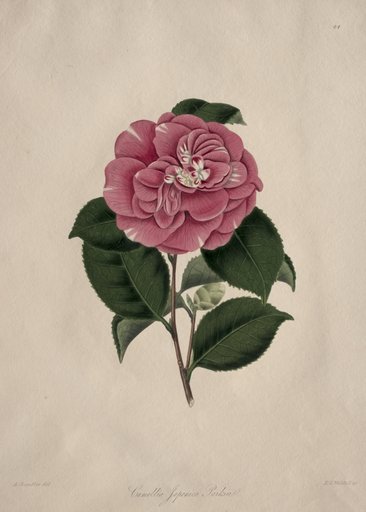 Illustrations and descriptions of...the Natural Order Camellieae: No. 44