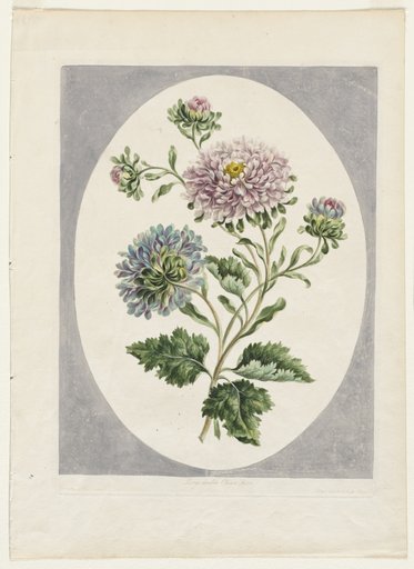 A Collection of Flowers Drawn from Nature: Large Double China Aster