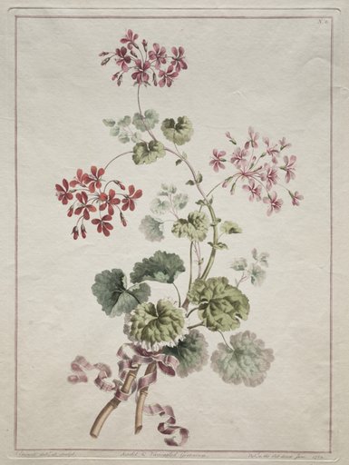 A Collection of Flowers Drawn from Nature: No. 6 - Scarlet and Variegated Geranium