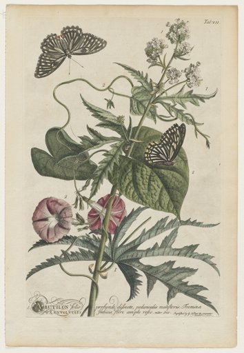 Plantae et papiliones rariores: No. 7