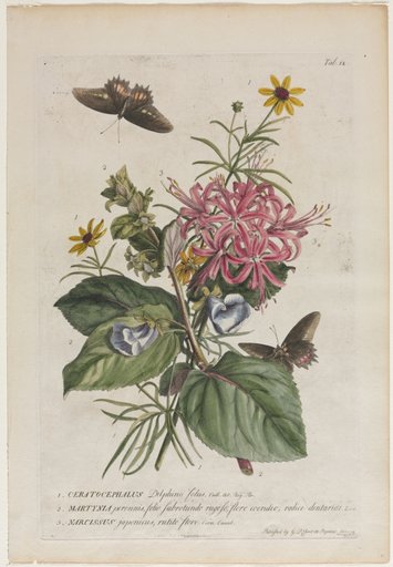 Plantae et papiliones rariores: No. 9