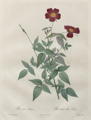 Les Roses: Rosa indica