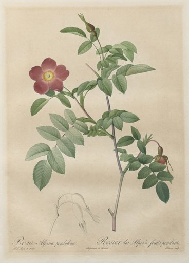 Les Roses: Rosa alpina pendulina