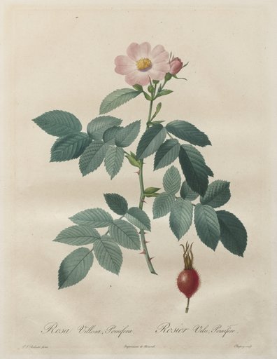 Les Roses: Rosa villosa, pomifera