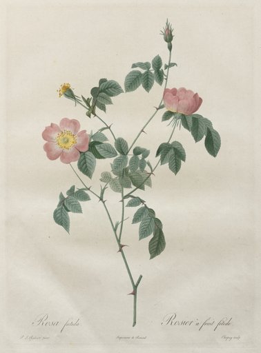 Les Roses: Rosa indica