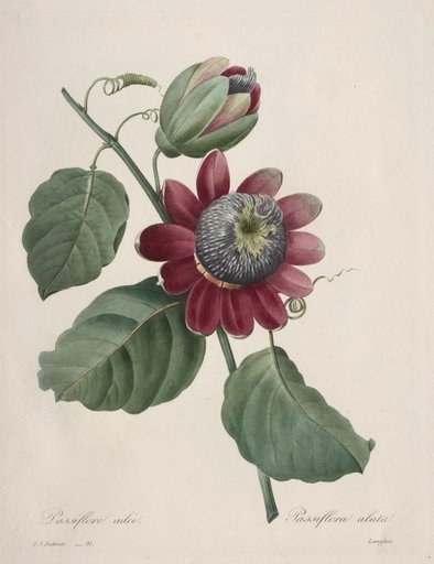 Choix des plus belles fleurs...plus beaux fruits: Passiflore ailee