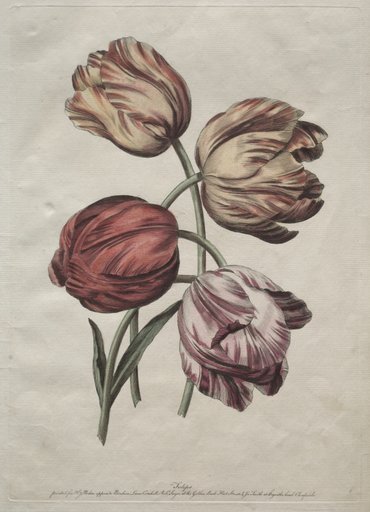 Eight Beautiful Groups of Natural Flowers in Outlines by de la Cour: Tulips
