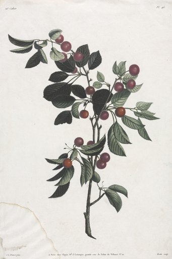 Collection des fleurs et des fruits: Branches de Cérises précoce