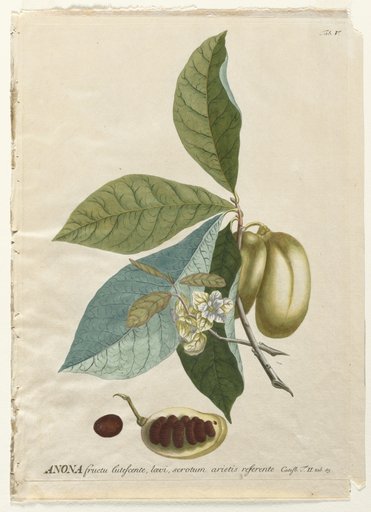 Plantae Selectae: No. 5 - Anona