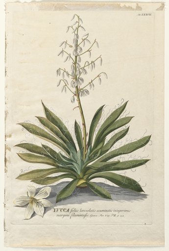 Plantae Selectae: No. 37 - Yucca